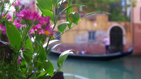 Blooming-flower-in-background-during-sunny-day-and-Gondolier-driving-gondola-on-canal-in-background