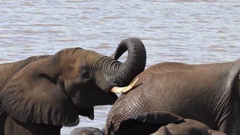 Mittlere-Nahaufnahme-Eines-Afrikanischen-Elefanten,-Der-Seinen-Rüssel-Hebt,-Während-Er-Seinen-Kopf-Auf-Der-Rückseite-Eines-Anderen-Elefanten-Ruht,-Krüger-Nationalpark
