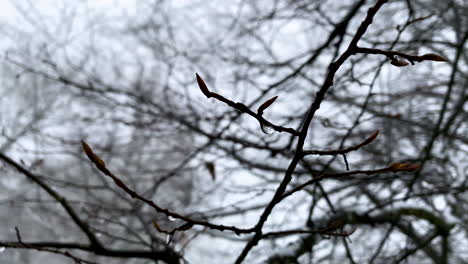 Slowly-moving-dark-wet-branches-with-on-the-background-high-trees-on-a-cloudy-day-in-Górowo-Iławeckie
