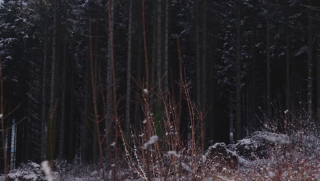 Passing-Through-Bare-Shrubs-At-Dark-Forest-With-Densely-Young-Spruce-Woods-During-Winter