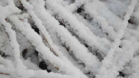Trockenes-Gras-Mit-Schnee-Bedeckt,-Nahaufnahme,-Sonniger,-Frostiger-Tag