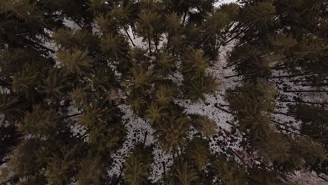 Aerial-Shot-Flying-Over-Pine-Trees-In-A-Mountain-Range