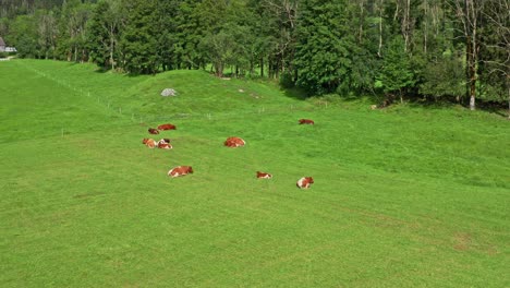 Cows-grazing-on-alpine-meadow,-Jezersko,-Slovenia