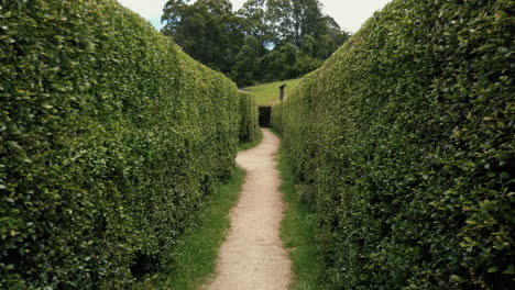 Walking-Through-Narrow-Passage-Inside-Hedge-Maze---handheld