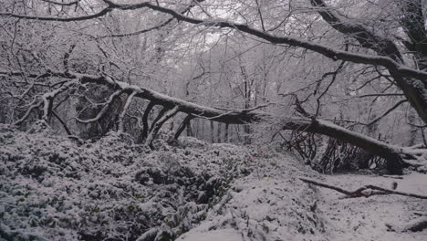 Umgestürzter-Baum,-Der-Am-Wintertag-Im-Dichten-Wald-Mit-Schnee-Bedeckt-Ist