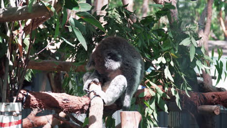 Koala-Ruht-Und-Schläft-Auf-Dem-Zweig-Des-Eukalyptusbaums-Im-Koalakrankenhaus,-Port-Macquarie,-Australien---Breite-Aufnahme