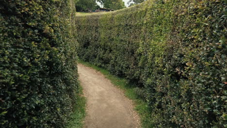 Walking-Inside-A-Hedge-Maze-In-A-Park---handheld-shot