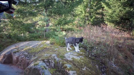 Entzückender-Sibirischer-Husky-hund,-Der-Pflanzen-Auf-Dem-Großen-Felsen-Isst