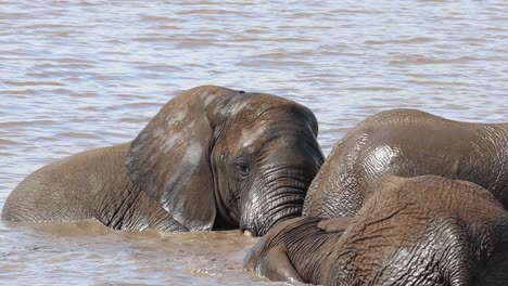 Nahaufnahme-Von-Vier-Afrikanischen-Elefanten,-Die-Sich-Im-Wasserloch-Amüsieren,-Spritzen-Und-Untertauchen,-Krüger-Nationalpark
