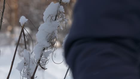 Person-is-wading-through-deep-snow-in-background-while-focusing-frozen-plant