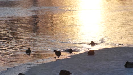 Die-Enten-Badeten-In-Einem-Zugefrorenen-Fluss