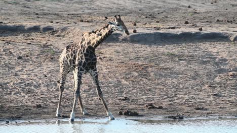 Una-Cámara-Lenta-De-Un-Toro-Jirafa-Bebiendo-Y-Levantando-La-Cabeza-De-Nuevo,-En-Un-Pozo-De-Agua-En-El-Parque-Nacional-Kruger