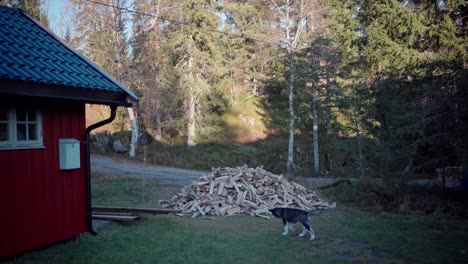 Sibirischer-Husky-Welpe,-Der-Durch-Den-Hinterhof-In-Der-Nähe-Des-Brennholzhaufens-Wandert