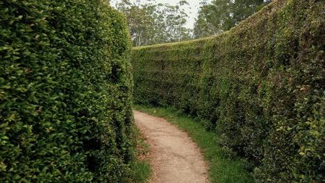 Walking-At-The-Narrow-Passage-Between-Vertical-Hedges-At-Bago-Maze-and-Winery-In-Wauchope,-NSW,-Australia