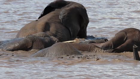 Toma-Amplia-De-Elefantes-Africanos-Nadando-Y-Sumergiéndose-En-El-Agua,-Parque-Nacional-Kruger
