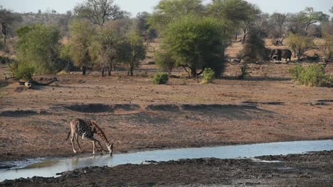 Extreme-wide-shot-of-a-male-giraffe-drinking-at-a-waterhole-in-the-Kruger-National-Park-with-elephants-standing-in-the-background