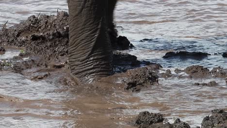 Closeup-of-an-elephant's-trunk-and-feet-walking-through-a-muddy-waterhole,-Kruger-National-Park