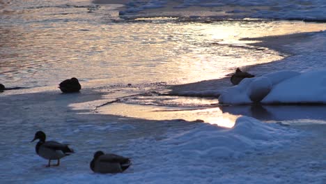 Die-Enten-Badeten-In-Einem-Zugefrorenen-Fluss