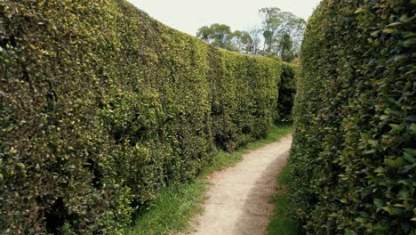 Hedge-Maze---Outdoor-Garden-Maze-With-Lush-Green-Walls-Made-Of-Hedge-Plant