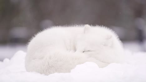 Zorro-ártico-Duerme-En-Invierno-Con-Nieve-Que-Cae-Lentamente