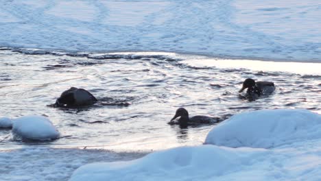 The-ducks-bathed-in-a-frozen-river