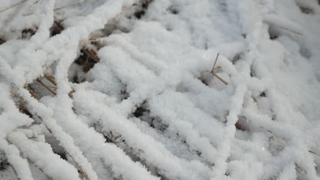 Trockenes-Gras-Mit-Schnee-Bedeckt-An-Frostigen-Wintertagen