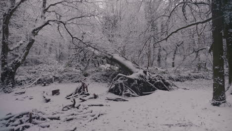 Massive-Roots-From-Fallen-Tree-At-Mysterious-Forest-Thickly-Covered-With-Snow-At-Dusk