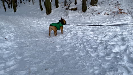 Gehender-Hund-Mit-Einer-Leine-In-Einem-Schneelandschaftswald