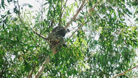 Fauler-Koala,-Der-Auf-Einem-Eukalyptusbaum-Im-Koala-Krankenhaus-In-Port-Macquarie,-Australien,-Schläft---Low-Angle-Shot