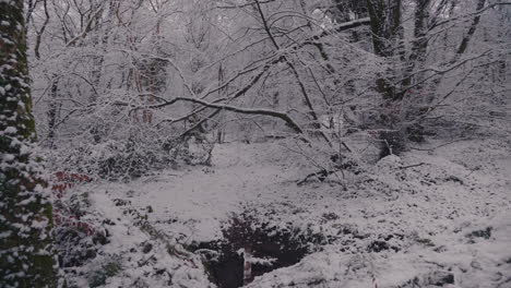 Entering-Inside-Spooky-Forest-With-Bare-Trees-In-Snowdrift-Landscape-During-Gloomy-Day