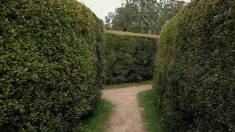 Walking-And-Finding-The-Exit-Inside-The-Garden-Maze-In-Bago-Maze-and-Winery-In-Wauchope,-NSW,-Australia