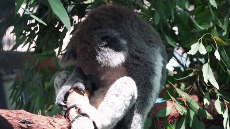 Cerca-De-Un-Koala-Dormido-En-El-Hospital-Koala-En-Port-Macquarie,-Australia
