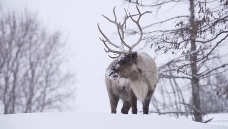 An-adult-woodland-caribou-with-antlers-standing-tall-in-a-heavy-snowfall-with-slow-motion-falling-snow