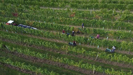 Drohnenflug-über-Weinberg-Und-Menschen-Ernten-Trauben