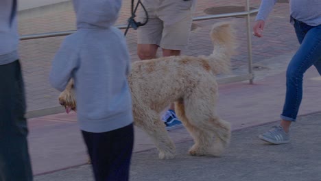 Shaggy-dog-being-walked-by-its-owner