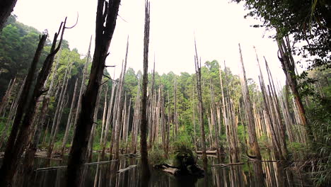 Tilt-up-wide-shot-of-high-rising-dead-trees-with-roots-after-strong-rain-in-Taiwan,Asia
