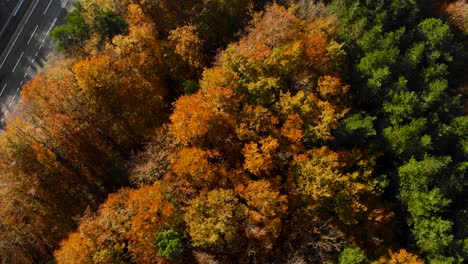 Beautiful-autumn-forest-from-above-at-sunset