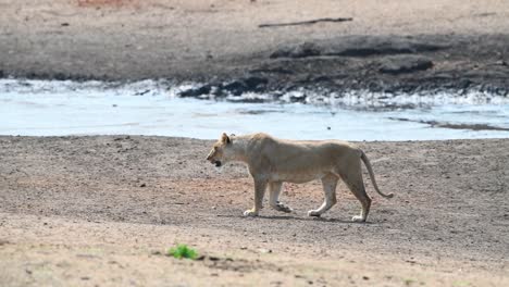 Panning-shot-of-a-lioness-walking-through-the-dry-landscape-with-a-waterhole-in-the-background,-Kruger-National-Park