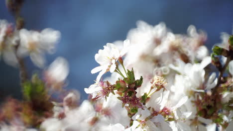 Kirschbaumblüten-Wiegen-Sich-Im-Wind