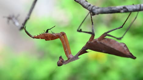 Dead-Leaf-Mantis,-Deroplatys-desiccata