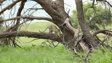 Wide-shot-of-a-young-leopard-walking-and-sniffing-on-a-dead-tree-before-jumping-down-and-disappearing-in-the-long,-green-grass,-Kgalagadi-Transfrontier-Park