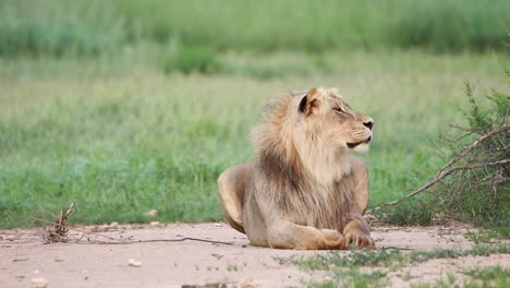 A-low-angle-shot-of-a-male-lion-laying-in-the-green-Kgalagadi-Transfrontier-Park-while-roaring-and-yawning