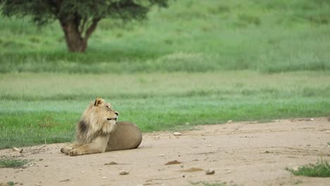 Wide-shot-of-a-black-maned-lion-walking-into-the-frame-greeting-his-brother-and-both-rolling-onto-their-backs-while-playing,-Kgalagadi-Transfrontier-Park