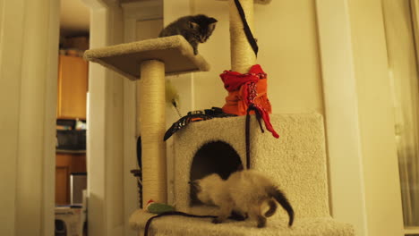 Tabby-and-Bombay-kittens-curious-and-playful-in-cat-tower,-medium-shot