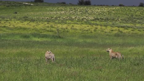 Extremweite-Einstellung-Von-Zwei-Leoparden,-Die-In-Den-Windigen-Graslandschaften-Des-Kgalagadi-Transfrontier-Park-Stehen,-Gefilmt-In-Zeitlupe