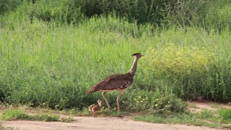 Wide-shot-of-a-Kori-Bustard-and-its-two-chicks-walking-through-the-green-Kgalagadi-Transfrontier-Park