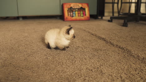 Tiny-Siamese-kitten-lying-on-a-carpeted-floor,-medium-shot