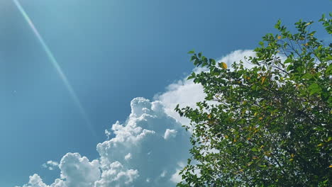 Grüne-Blätter-Am-Baum-Mit-Cumulus-Wolken,-Blauem-Himmel-Und-Sonnenstrahlen-Im-Hintergrund