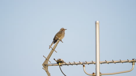 A-fixed-shot-of-a-Brown-eared-Bulbul-flying-off-from-a-Yagi-Uda-antenna-in-Tokyo,-Japan
