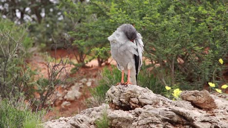 Wide-shot-of-a-Pale-Chanting-Goshawk-standing-on-a-rock-while-grooming,-Kgalagadi-Transfrontier-Park